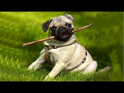Funniest and Cutest Pug Dog Video Compilation #5