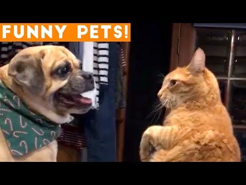 Funniest Pets of the Week Compilation February 2018 | Funny Pet Videos