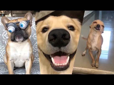 TRY NOT TO LAUGH or SMILE Watching Funny Dogs 🐶 Funny Vine Videos (Dogs Edition)