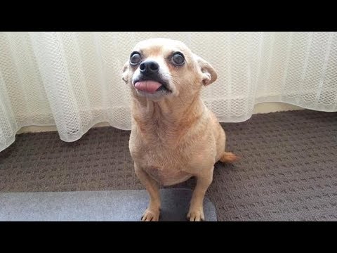 Are CHIHUAHUAS the FUNNIEST DOGS? – Funny CHIHUAHUA DOG videos that will make you LAUGH LIKE HELL