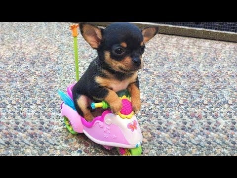 Cute Is Not Enough #2 🔴 Funny Cats and Dogs Videos Compilation (2018) Perros y Gatos Recopilación