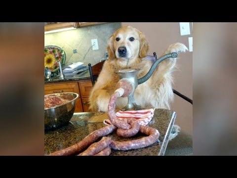 NO DOUBT, you will LAUGH SUPER HARD! – Best FUNNY DOG videos