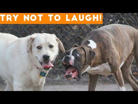 Try Not To Laugh At This Ultimate Funny Dog Video Compilation | Funny Pet Videos