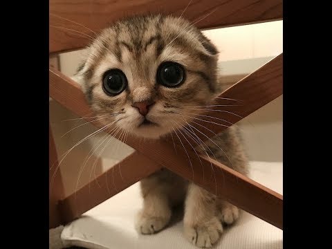 ♥Cute Dogs and Cats Doing Funny Things 2018♥ #77 – CuteVN