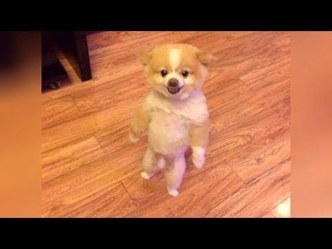 Get ready for LAUGHING SUPER HARD – Best FUNNY DOG videos