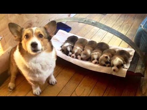 Cute is Not Enough – Funny Cats and Dogs Compilation #77