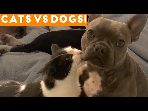 The Cutest Dogs Vs. Cats Compilation 2018| Funny Pet Videos