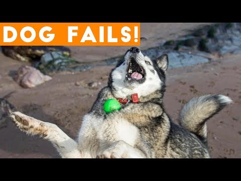 Dogs Have a Ruff Life Funny Fails Comp April 2018 | Try Not to Laugh Animals Funniest Pet Videos