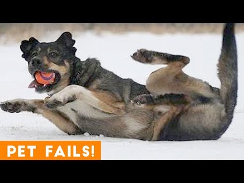 TRY NOT TO LAUGH at FUNNY PET FAILS 2018 | Funny Pet Videos