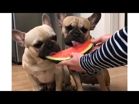 Funniest Bulldog Copy Funniest & Cutest French Bulldog Videos | Funny DOG Compilation #447