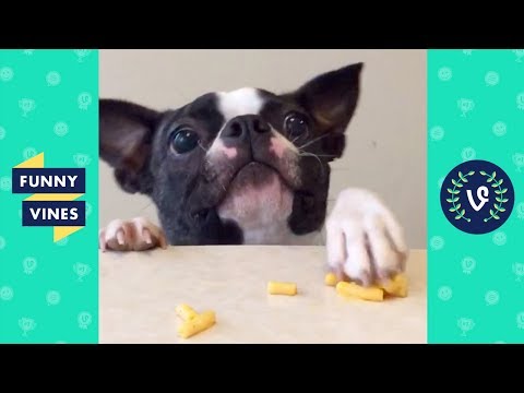 TRY NOT TO LAUGH – Funny Animals Compilation | Cute Dog Videos | Funny Vines April 2018