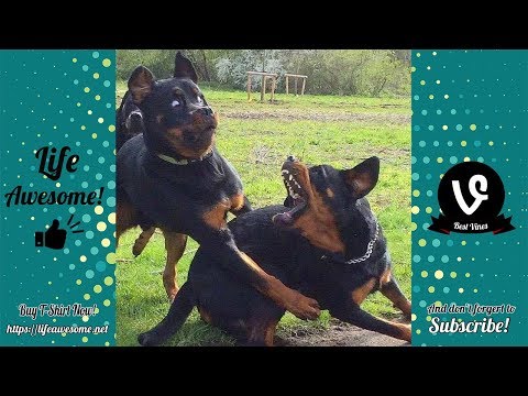 Try Not To Laugh Watching Funny Dog Video Compilation 2018 | Funny Animals Video