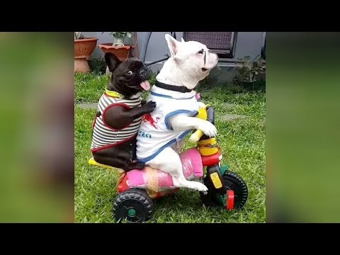 The FUNNIEST DOGS! If you DON’T LAUGH, then YOU’RE A ROBOT! – Funny DOG VIDEOS