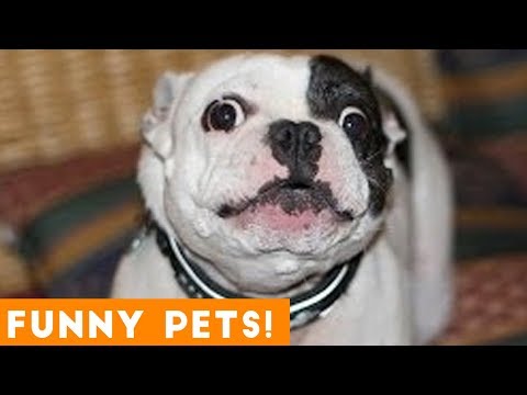 Funniest Pets & Animals of the Week Compilation April 2018 | Hilarious Try Not to Laugh Animals Fail