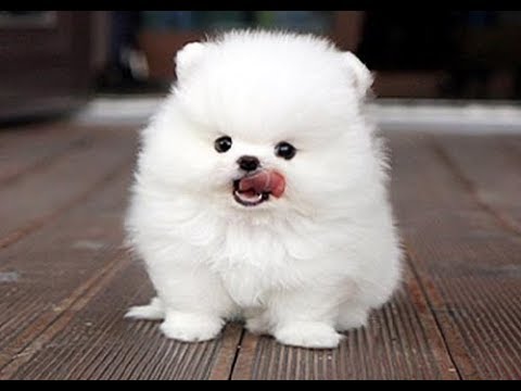 Cute Pomeranian Puppies #12 | Cutest and Funniest Dogs Videos Compilation 2018