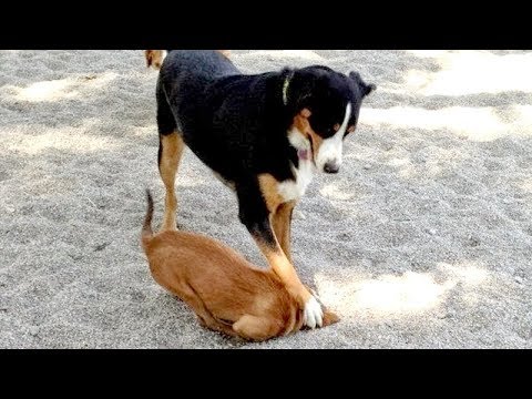 Just look at ALL THE WAYS how DOGS DIG HOLES – You have NO IDEA HOW FUNNY THIS IS!