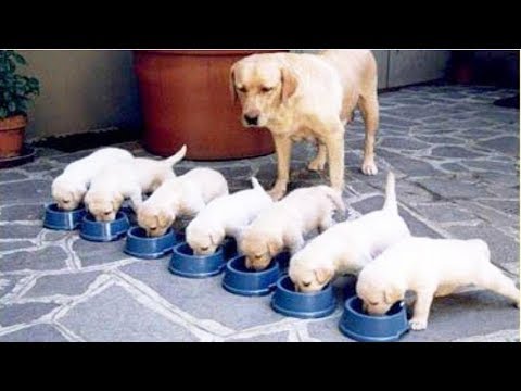 ‘Dogs compilation’: funny videos