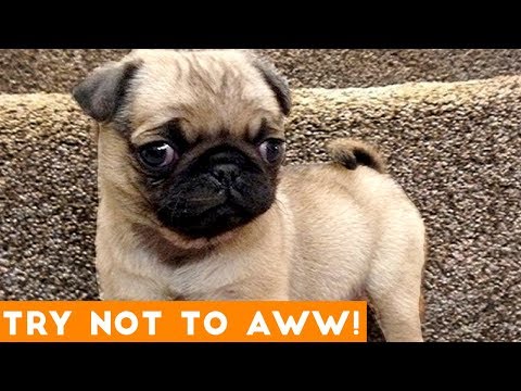 Ultimate Try Not to Aww Compilation May 2018 | Funny Pet Videos