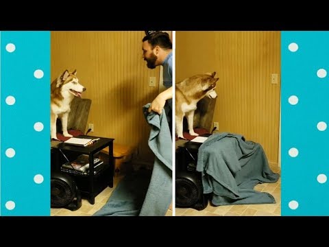 Funny Dogs Reaction To Owners Disappearing Behind Blanket | Funny Pets