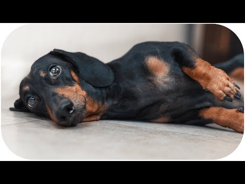 Don’t trust cute dachshund eyes vol.2! Funny dog video!