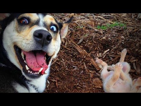 Dogs Are Funny 🐶🐶 Charming Dogs Being Funny (Full) [TNT Channel]