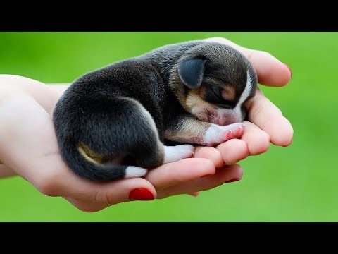 Cute Is Not Enough 🔴 Funny Cats and Dogs Videos Compilation (2018) Perros y Gatos Recopilación