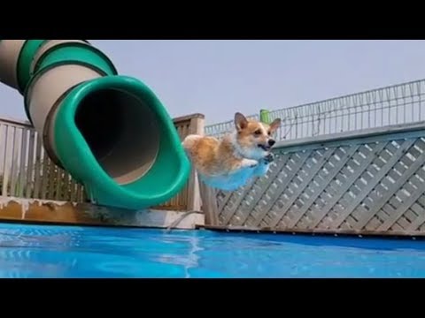 Funny Dogs on Water Slides Compilation (2018)
