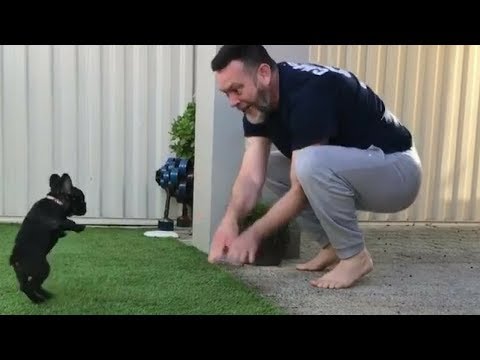 Funny And Cute French Bulldog | French bulldog Puppies | Funny dog videos try not to laugh #3