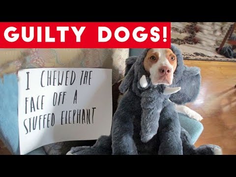 Cute Dogs feel guilty – Funny guilty dog and animal compilation