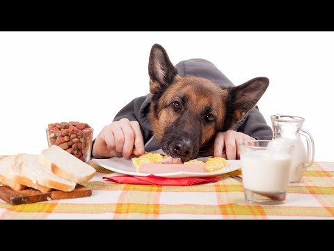 Funny Dogs Acting Like Humans Compilation