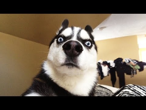 Fluff Challenge with Dog –  Funny Dogs Reaction to Disappear Game of Owner COmpilation