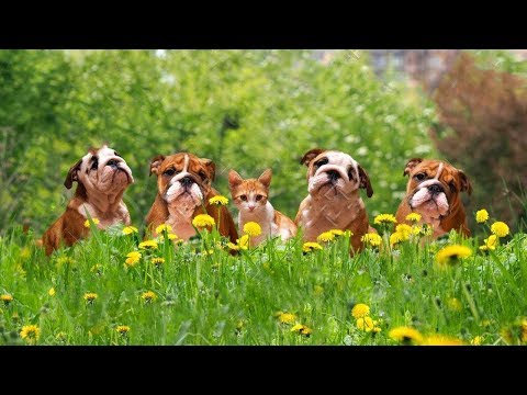 Funny Dogs and Cats Compilation 2018 | Funny dog videos try not to laugh #5