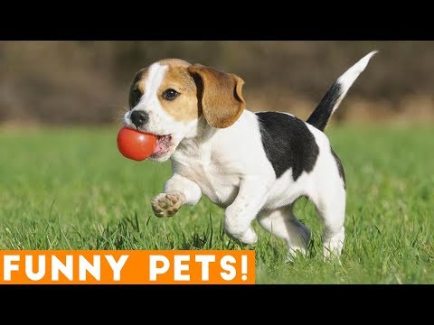 Funniest Dogs of the Week Compilation March 2018 | Funny Pet Videos