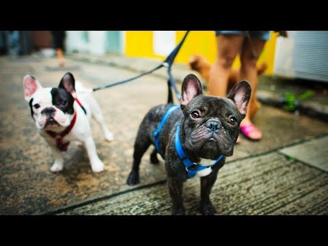 Funny And Cute French Bulldog | French bulldog Puppies | Funny dog videos try not to laugh #15