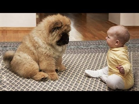 ♥Cute Dogs and Cats Doing Funny Things 2018♥ #95 – CuteVN