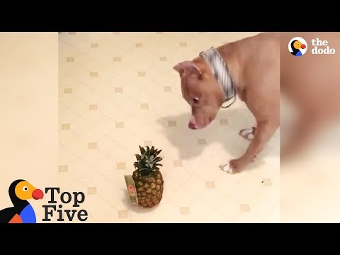 Pit Bull Dog Is Terrified Of Pineapple + Funny Dog Videos | The Dodo Top 5