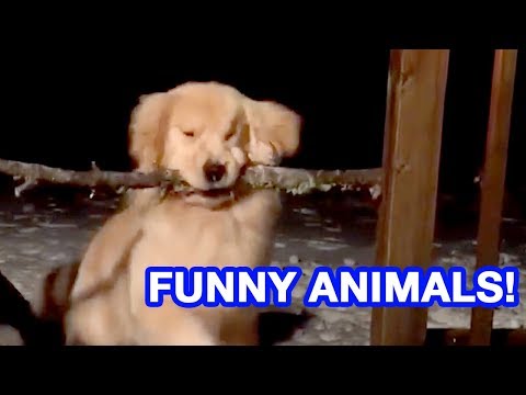 DOG STUCK WITH STICK | Funniest Pets and Animal Fails | AUGUST 2018