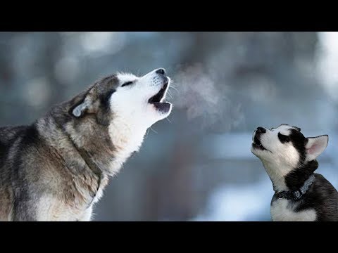 Mother Husky Howling And Playing With Cute Puppies- Funny Husky Dog Videos