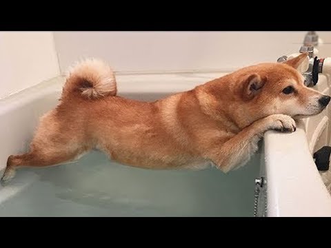 Dogs who are afraid of bathing – Funny Dogs vs Bath Time Compilation