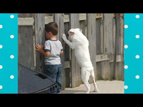 FUNNY DOG PLAYING HIDE AND SEEK | Top Dog Videos Compilation