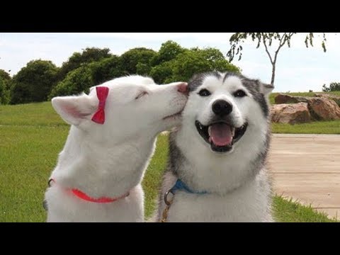 Cute and Funny Dog Videos Compilation – Amazing Facts #3