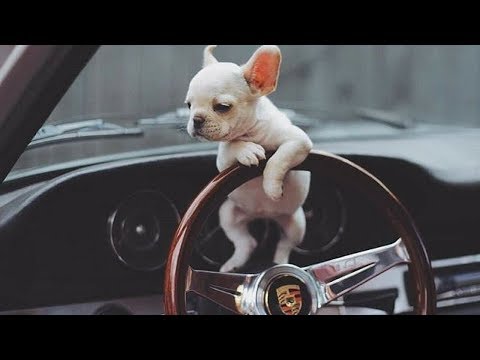 Funny And Cute French Bulldog | French bulldog Puppies | Funny dog videos try not to laugh #18