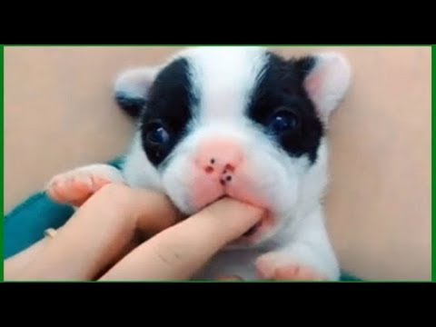 Cute Dogs and Cats Doing Funny Things 2018 – Funny Dog and Cat compilation