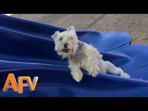 Dogs Who Fail At Being Dogs | Try Not To Laugh! | AFV Funniest Videos 2018