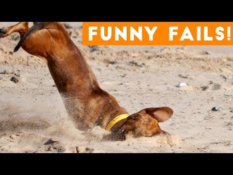 Funniest Pet Fails Compilation August 2018 | Funny Pet Videos