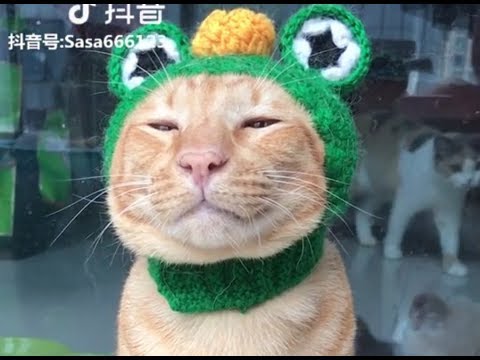 Cute is not enough – Funny Dogs and Cats Best Video Compilation #15