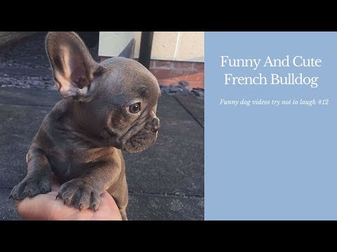 Funny And Cute French Bulldog | French bulldog Puppies | Funny dog videos try not to laugh #12