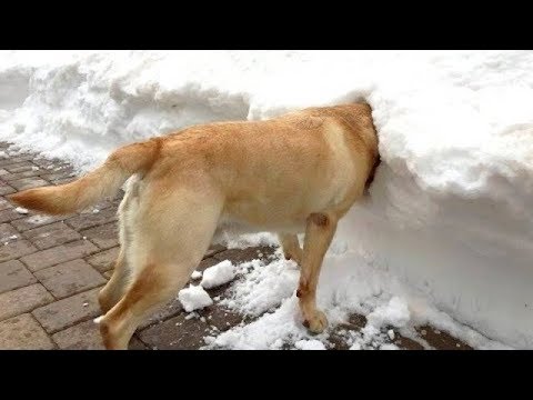 Cute is Not Enough – Funny Cats and Dogs Compilation #160