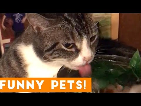 Funniest Pets & Animals of the Week Compilation August 2018 | Funny Pet Videos