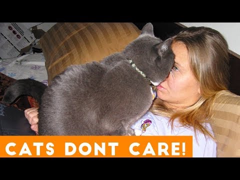 Cats Don’t Care Funny Pets Videos | Best Funny Cat Videos Ever